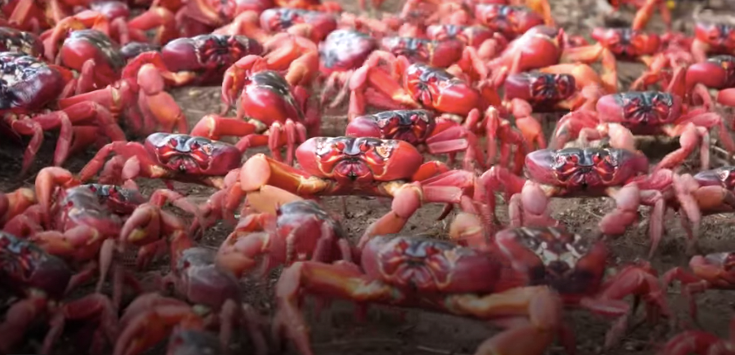 Des millions de crabes rouges en pleine migration